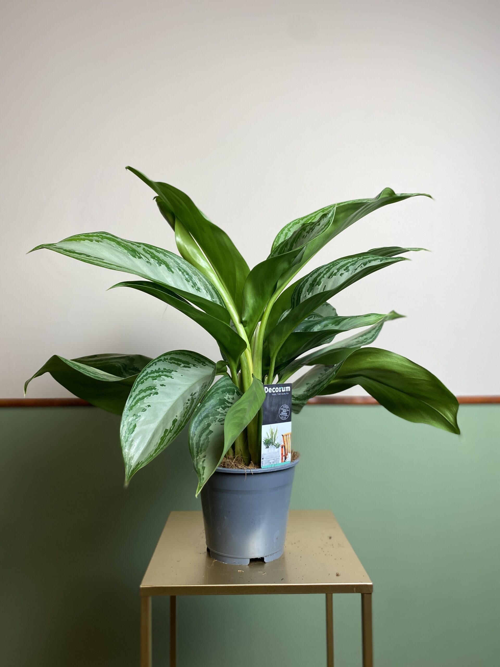 Aglaonema Silver Bay