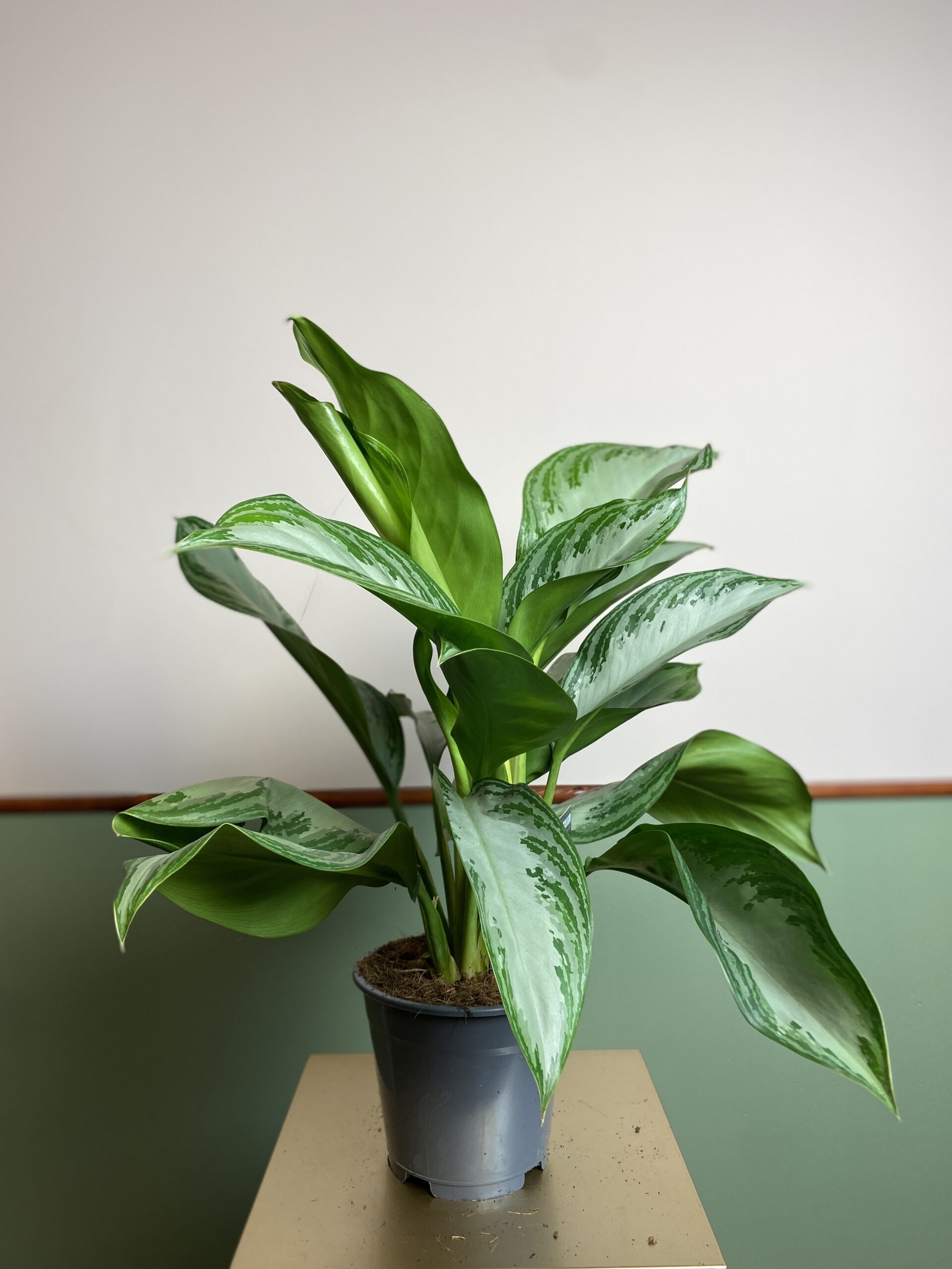 Aglaonema Silver Bay