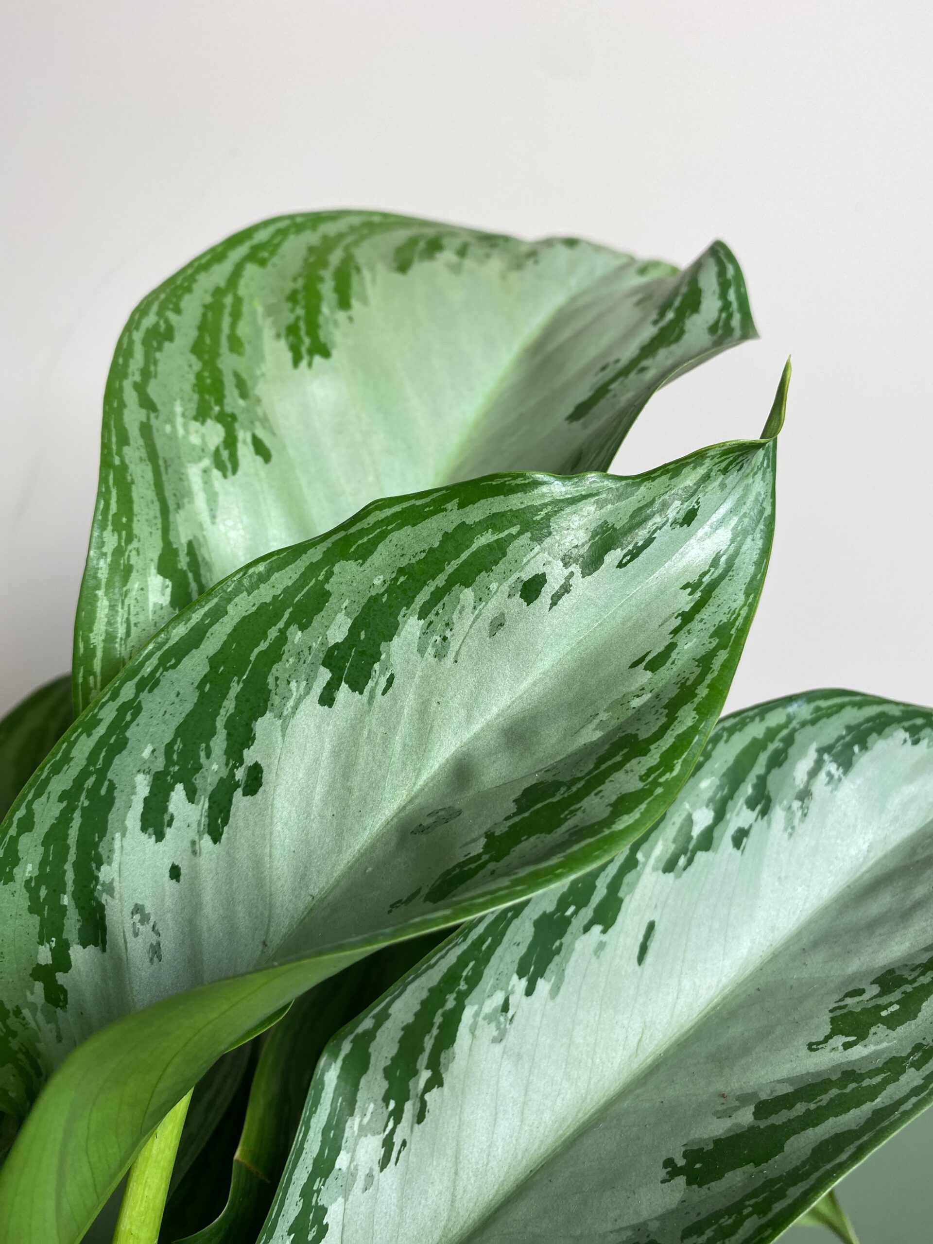 Aglaonema Silver Bay