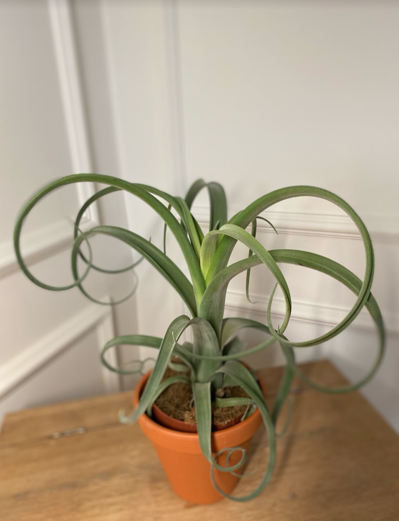 Tillandsia Curly Slim
