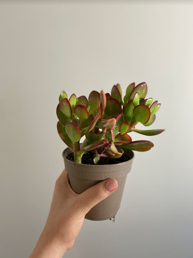 Crassula ovata Sunset Grubosz Drzewko Szczęścia