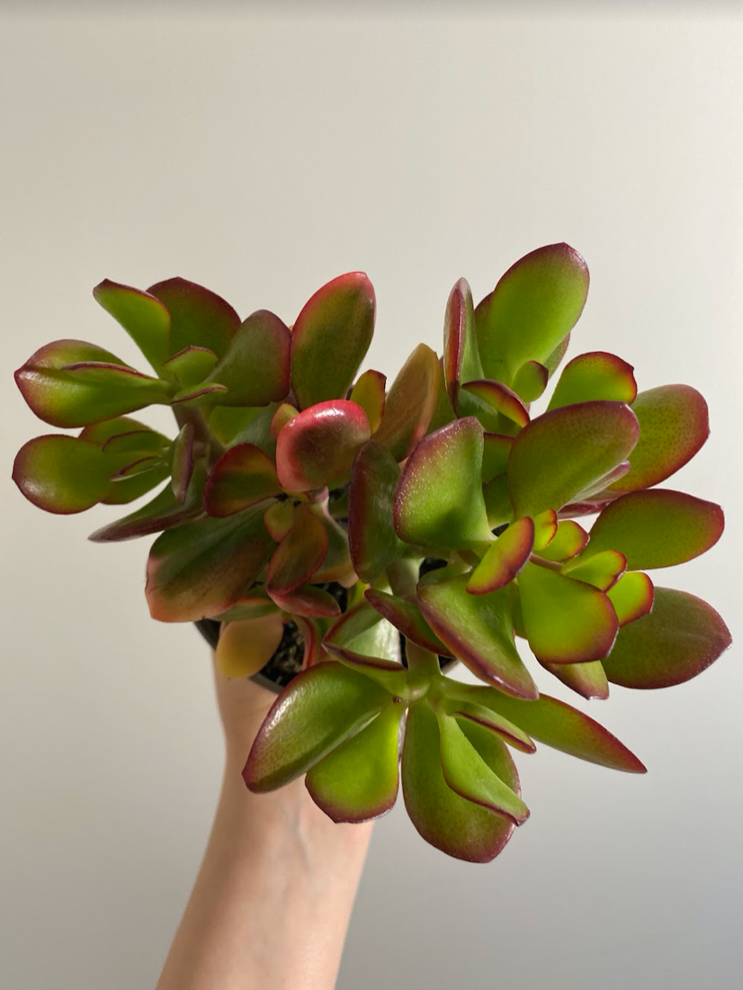 Crassula ovata Sunset Grubosz Drzewko Szczęścia