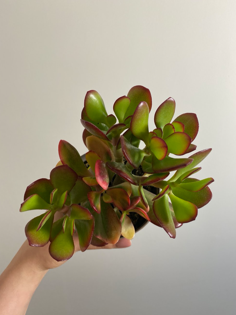Crassula ovata Sunset Grubosz Drzewko Szczęścia
