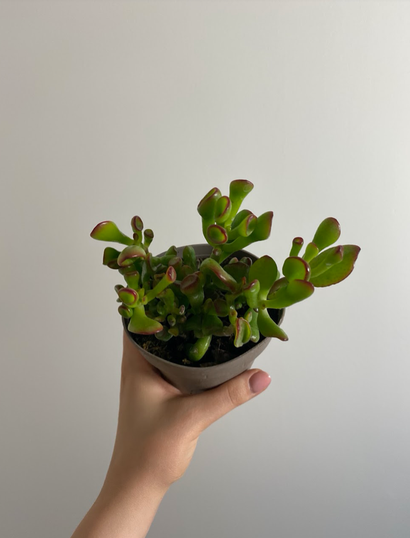 Crassula ovata Sunset Grubosz Drzewko Szczęścia