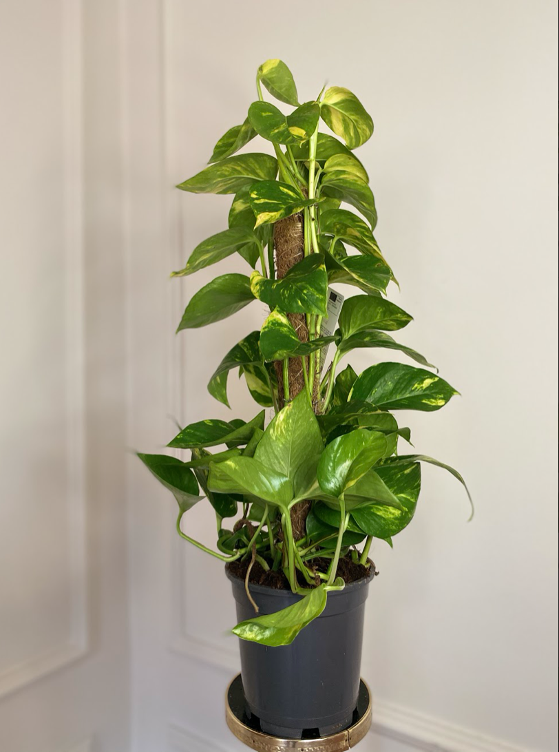 Epipremnum złociste