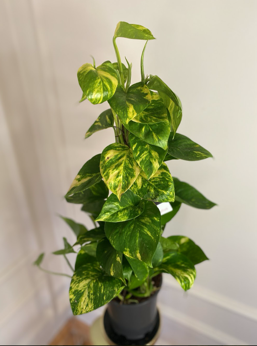 Epipremnum złociste