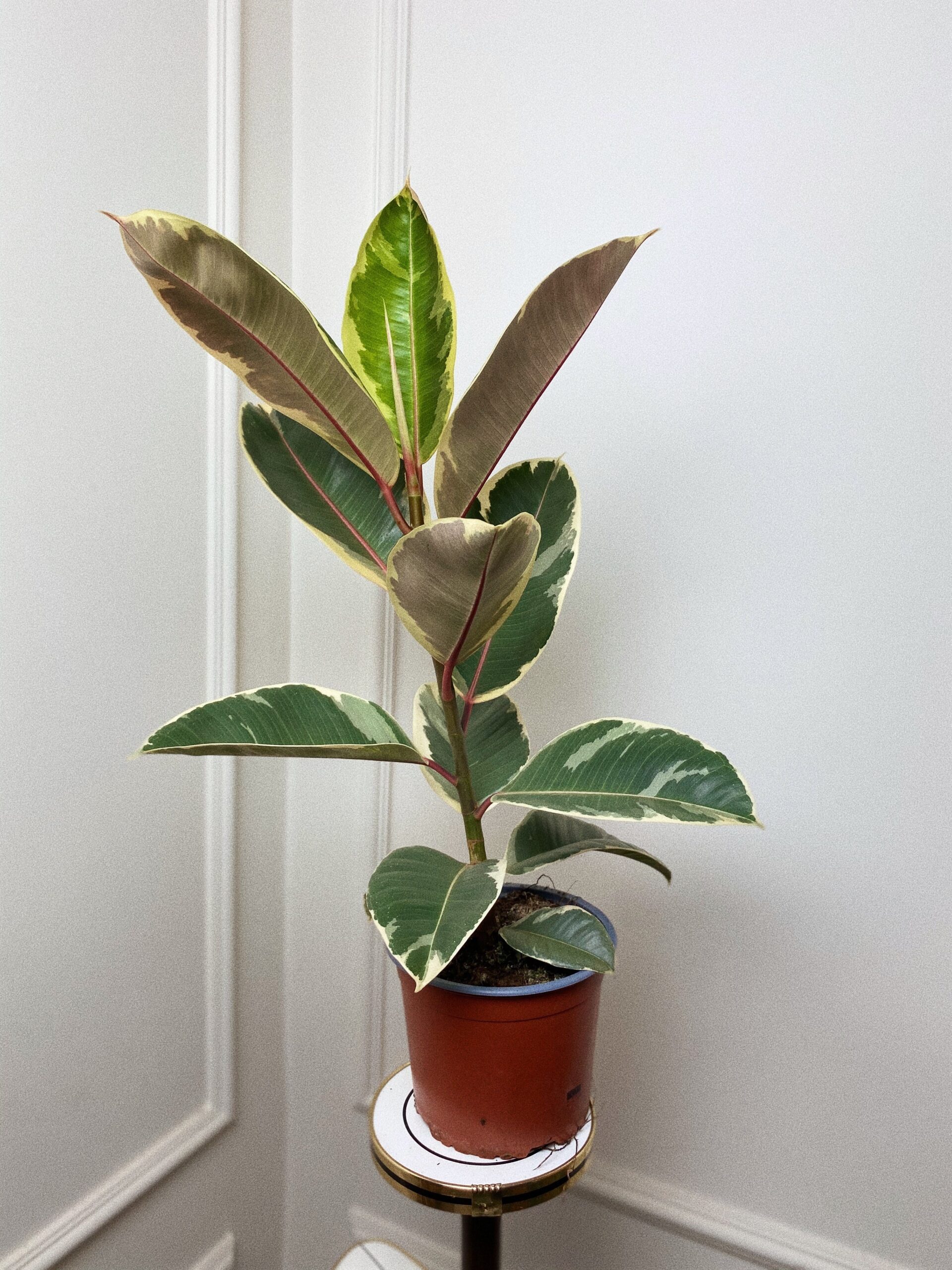 Ficus Elastica Tineke figowiec sprężysty