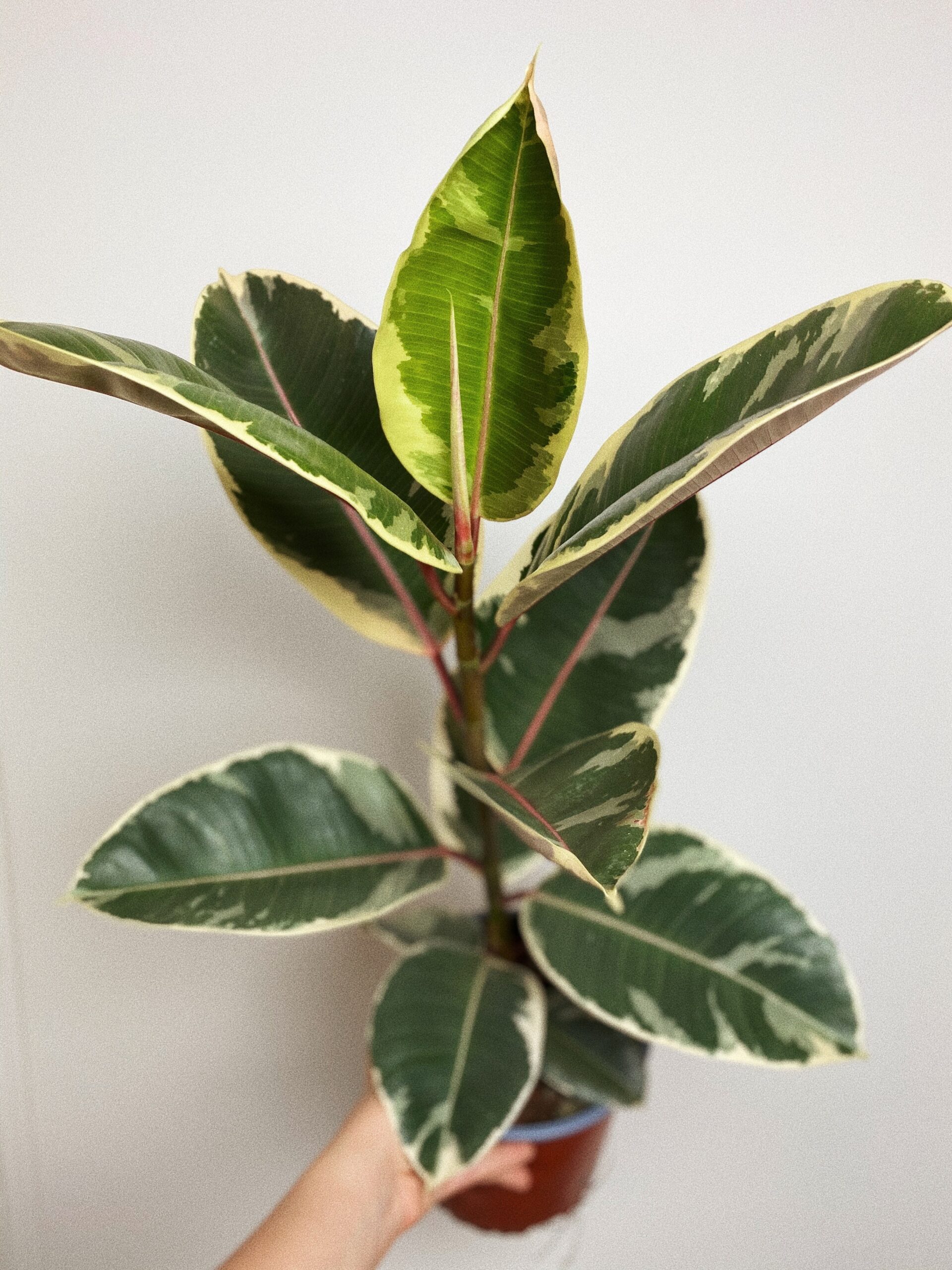 Ficus Elastica Tineke figowiec sprężysty