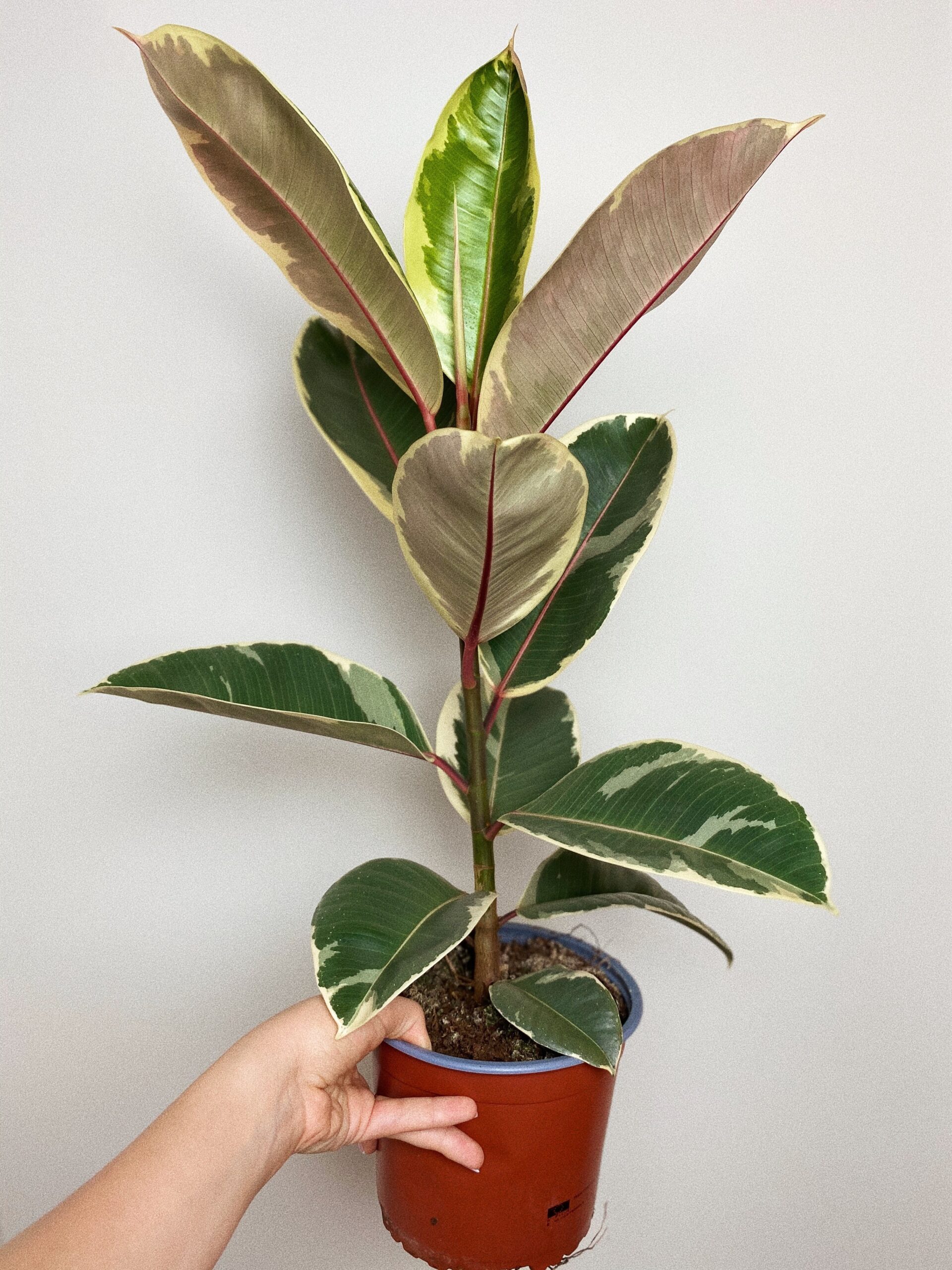 Ficus Elastica Tineke figowiec sprężysty