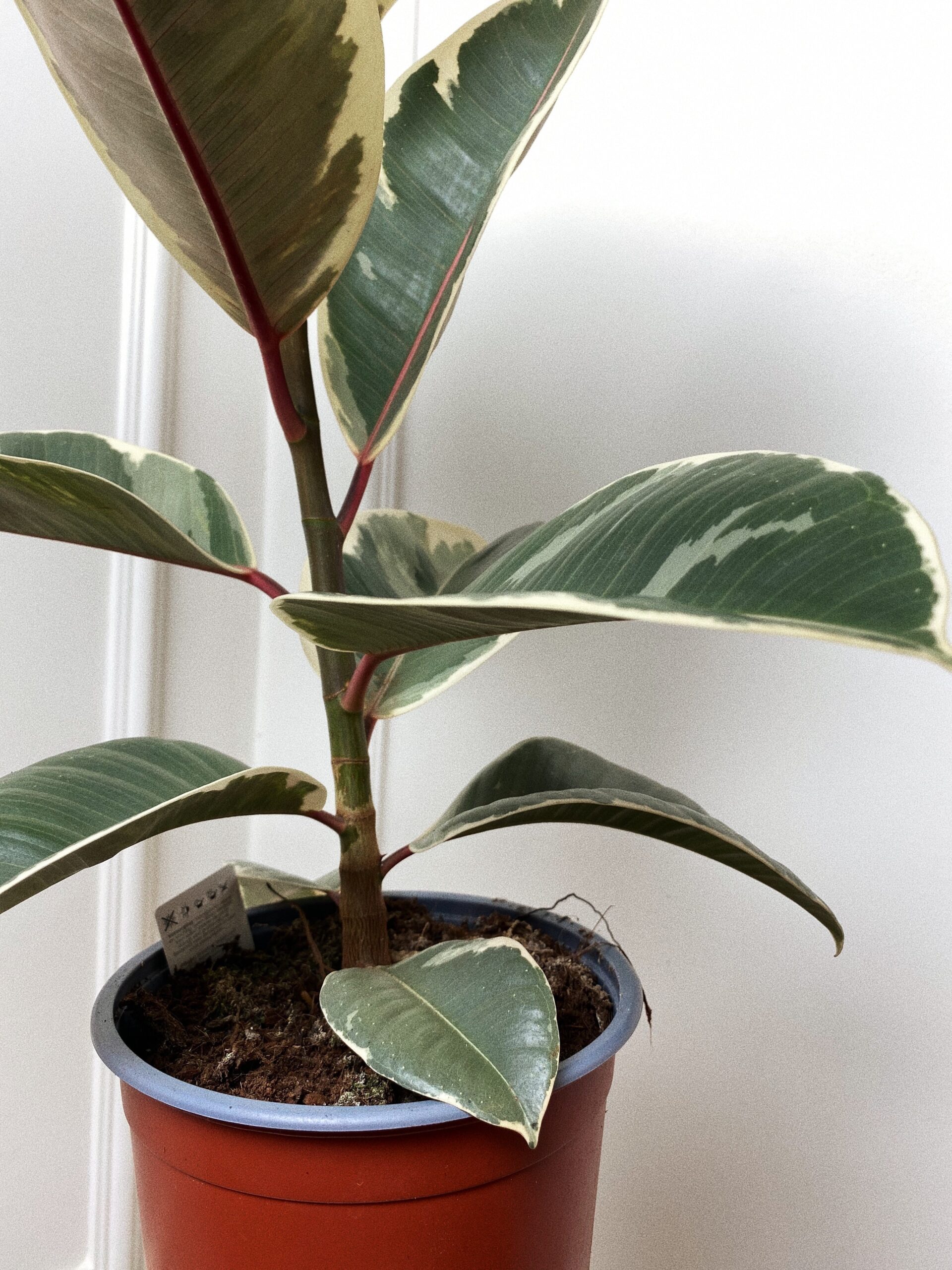 Ficus Elastica Tineke figowiec sprężysty