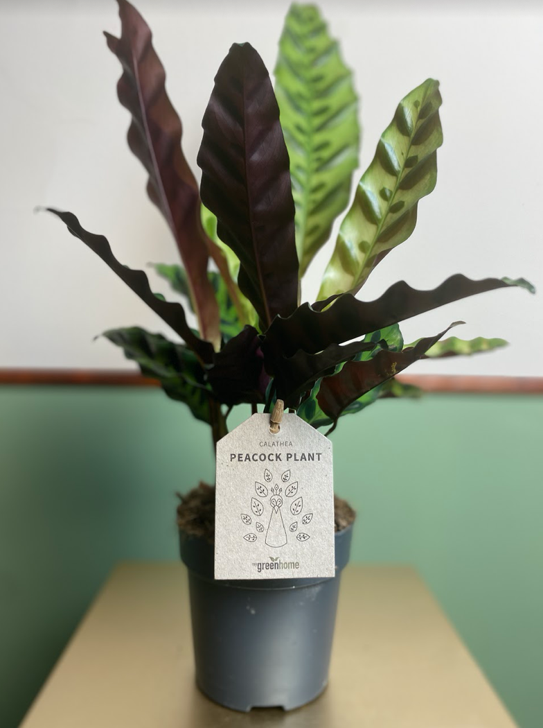 Calathea Insignis