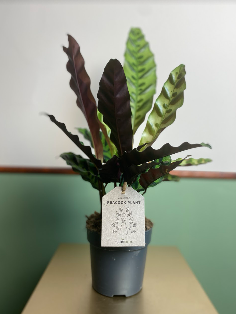 Calathea Insignis