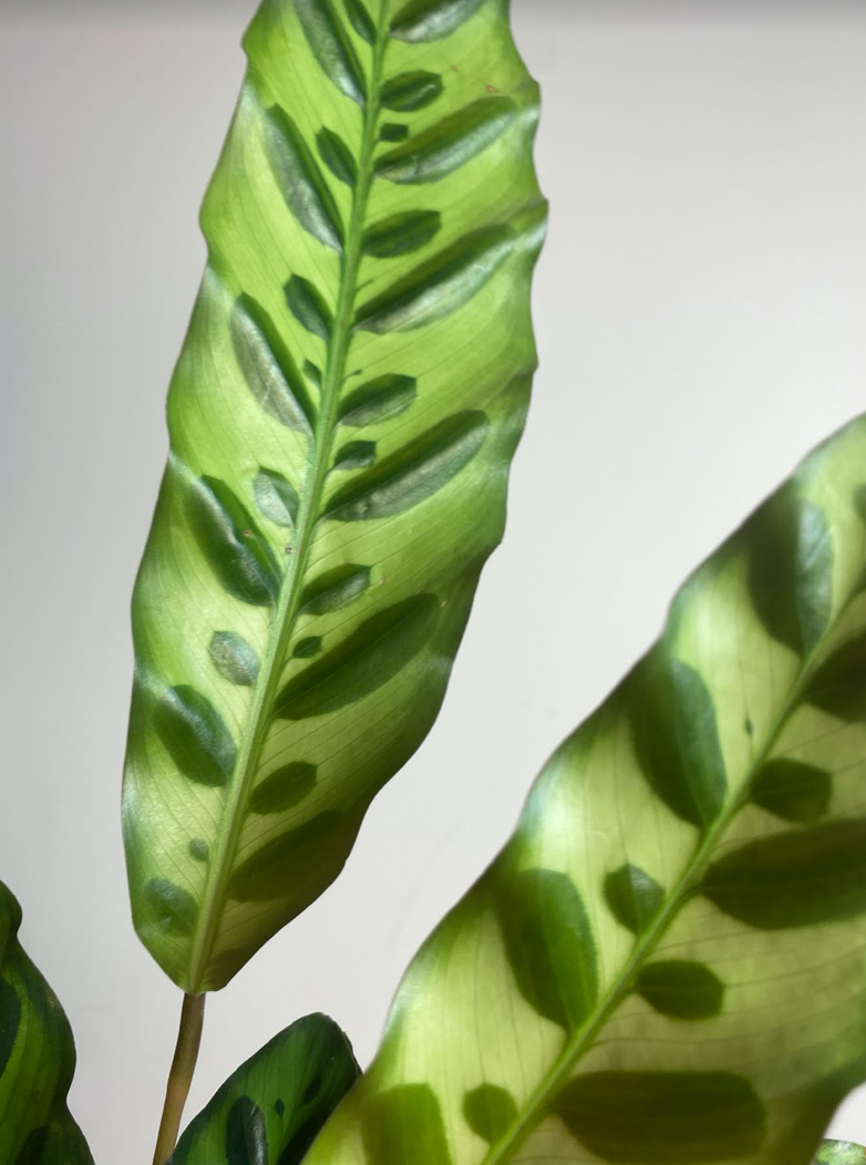Calathea Insignis