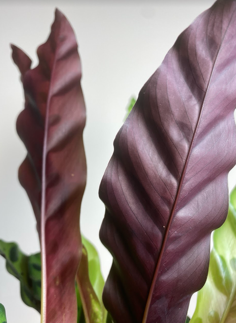 Calathea Insignis