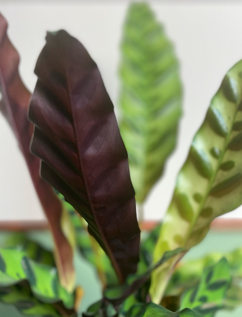 Calathea Insignis