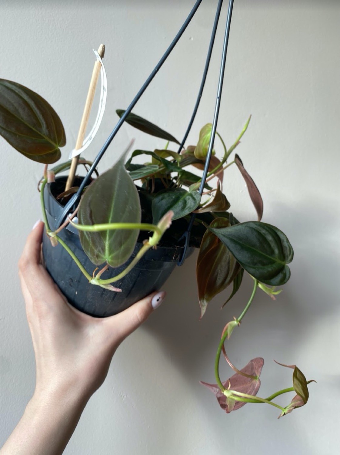 Philodendron scandes Micans