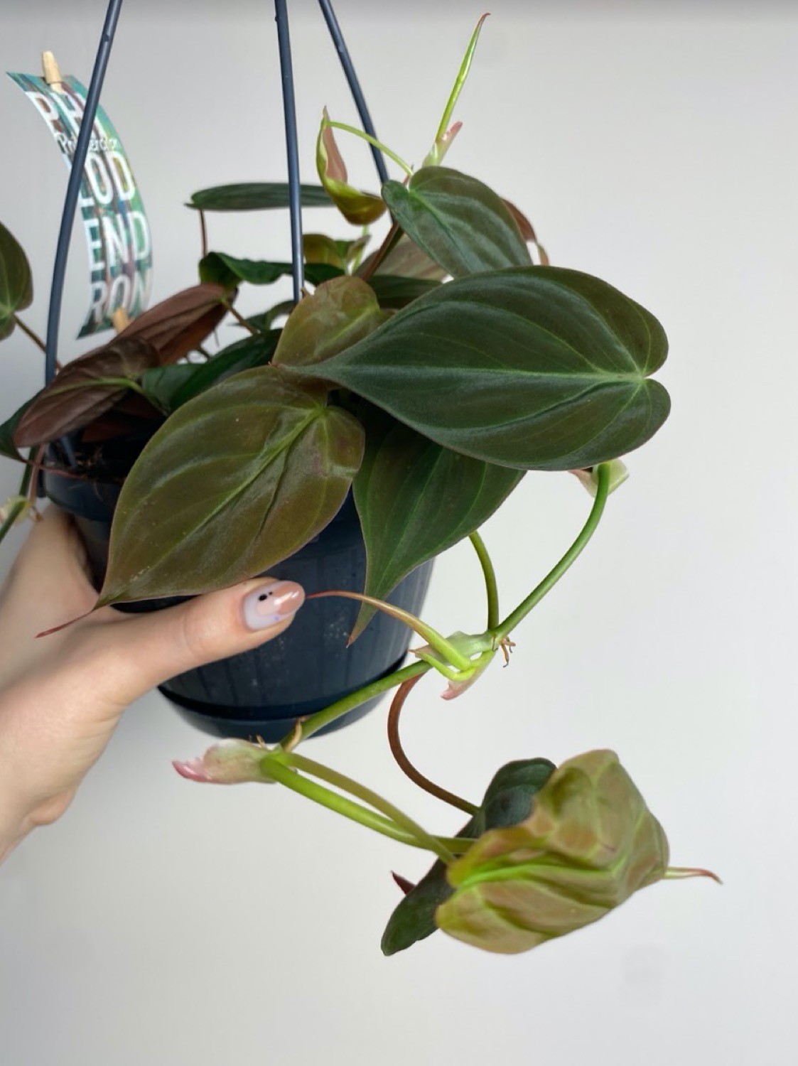 Philodendron scandes Micans