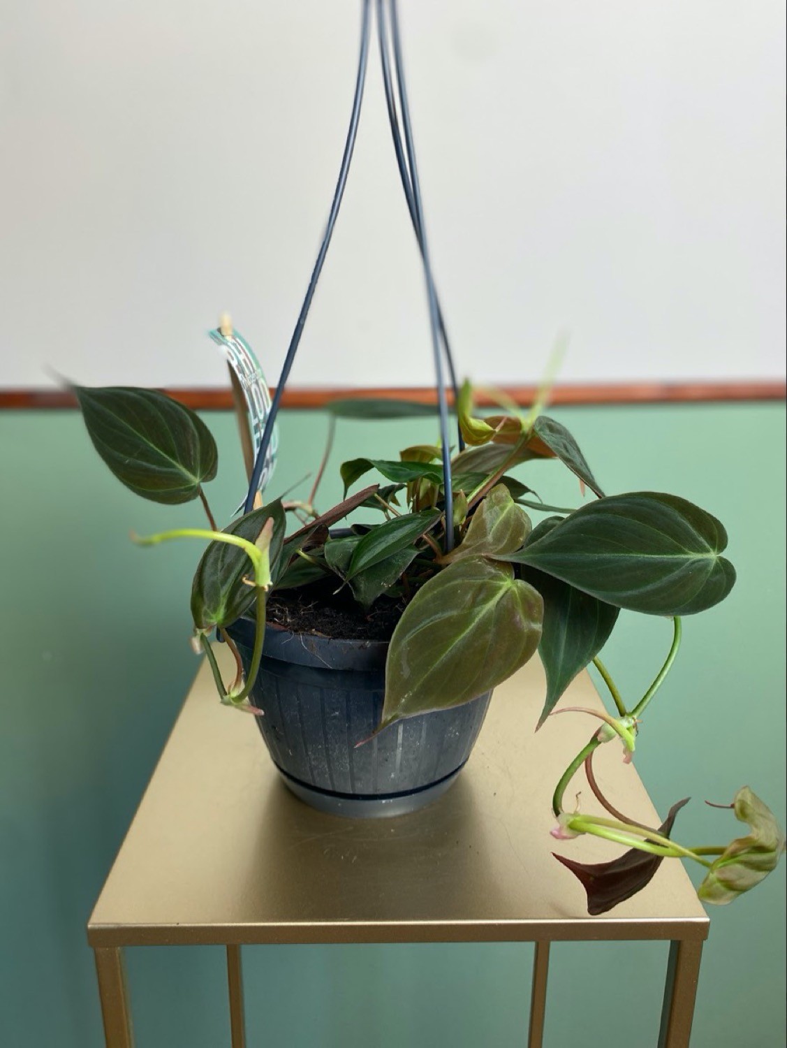 Philodendron scandes Micans