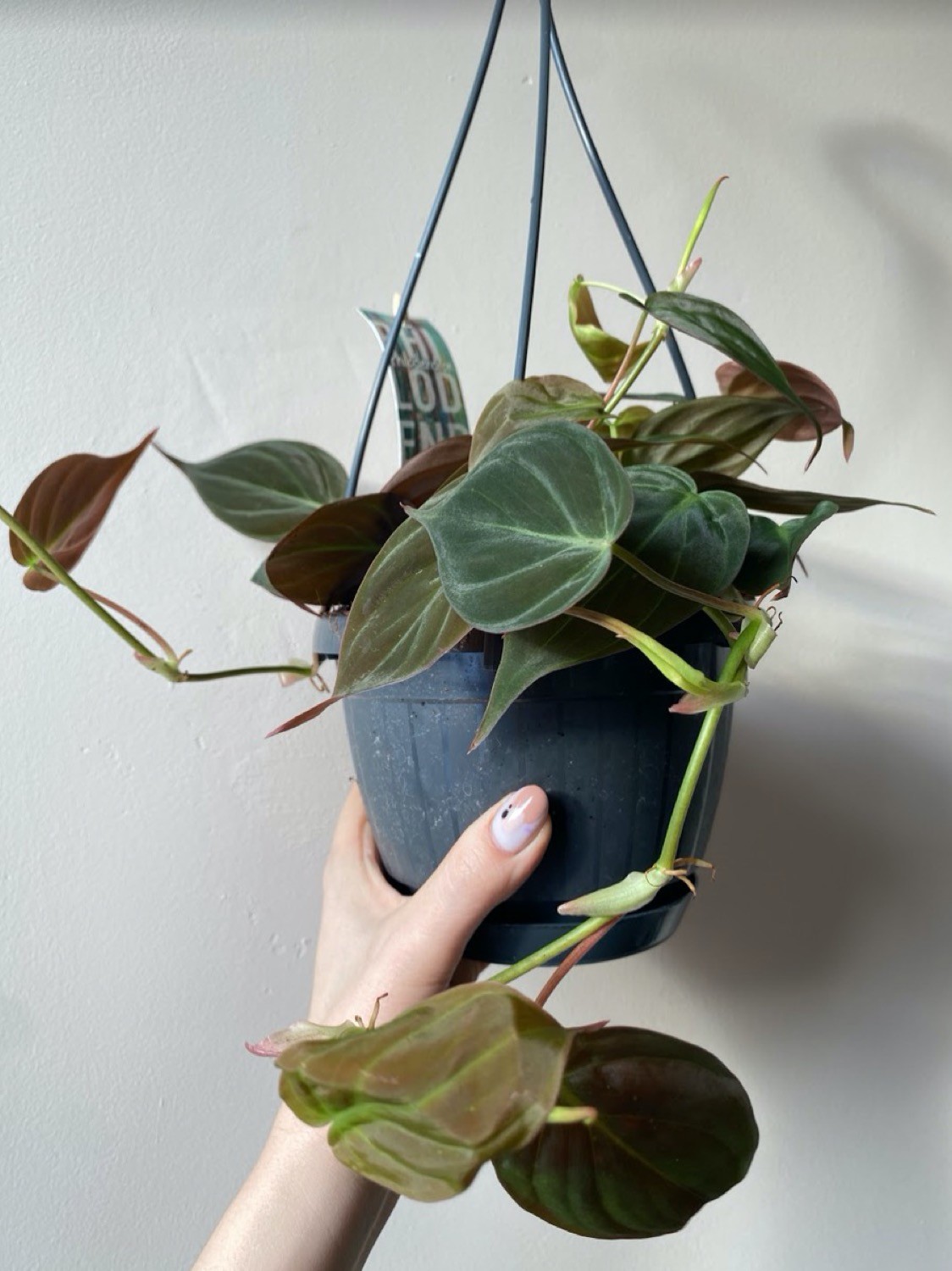 Philodendron scandes Micans