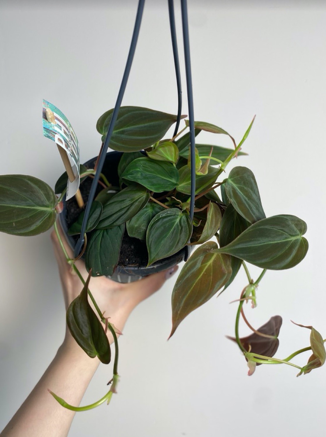 Philodendron scandes Micans