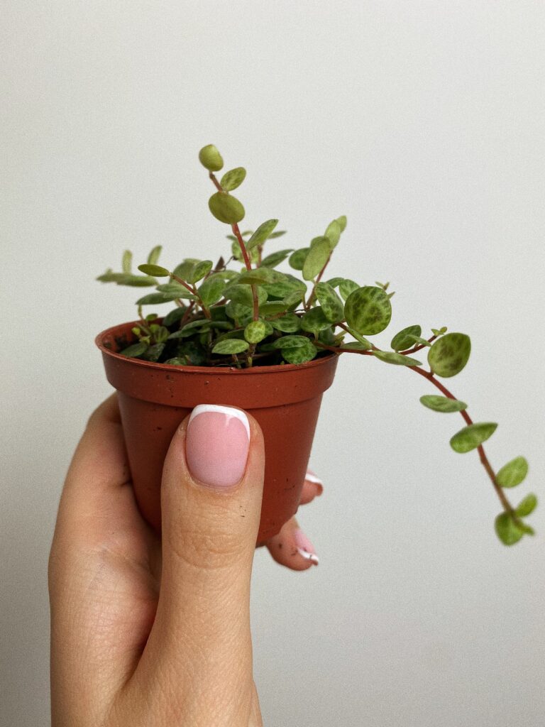 Peperomia prostrata