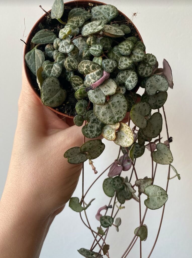 Ceropegia woodii S