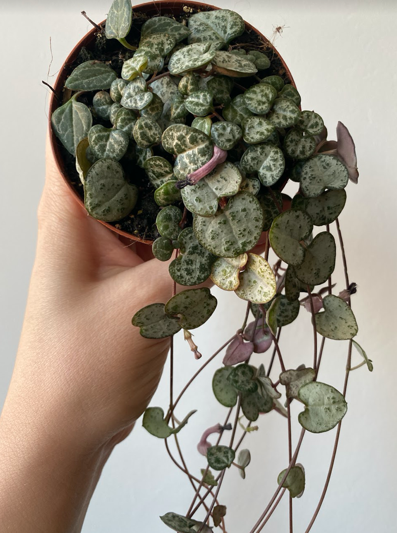 Ceropegia woodii
