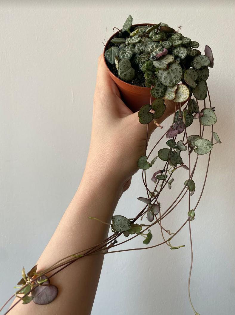 Ceropegia woodii