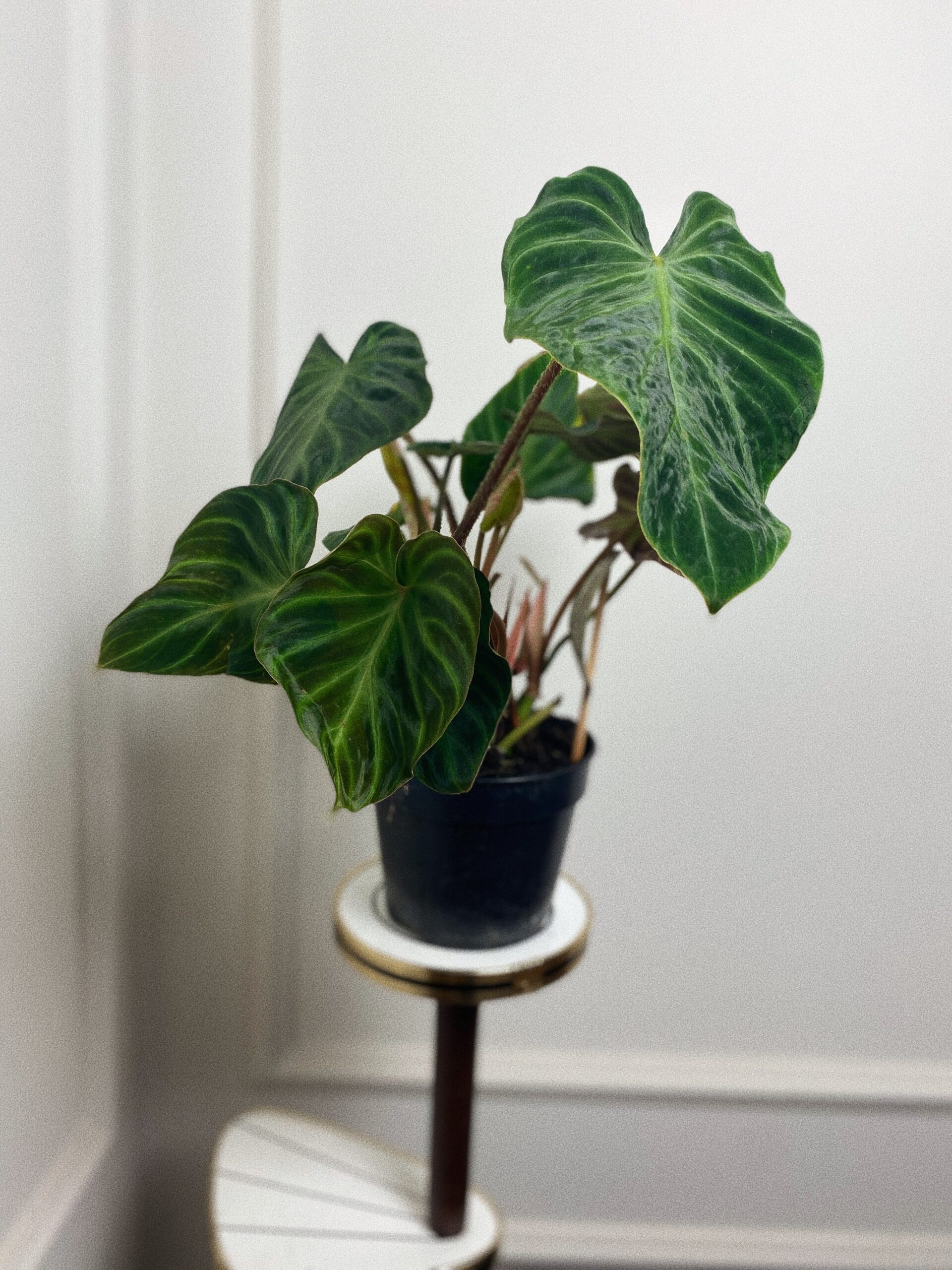 Philodendron Verrucosum Incensi