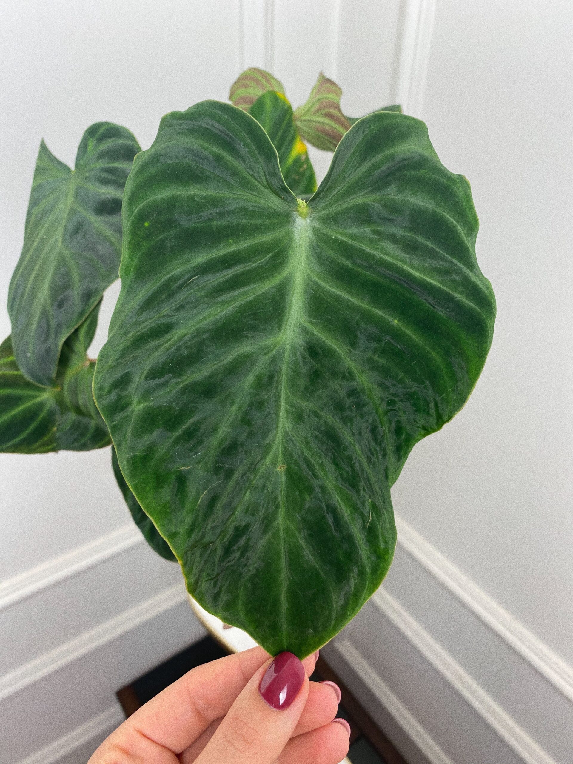 Philodendron Verrucosum Incensi