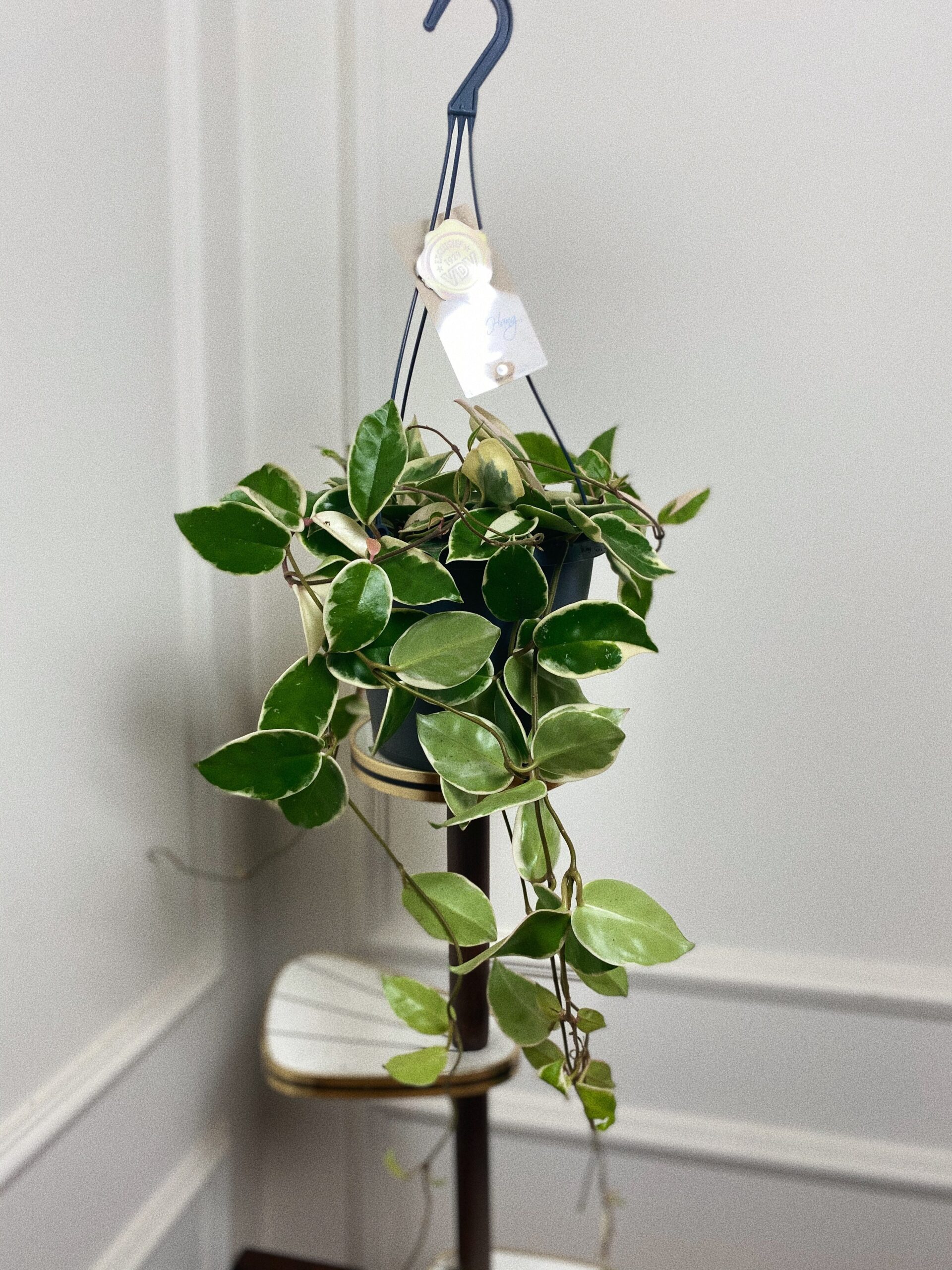 Hoya Albomarginata L