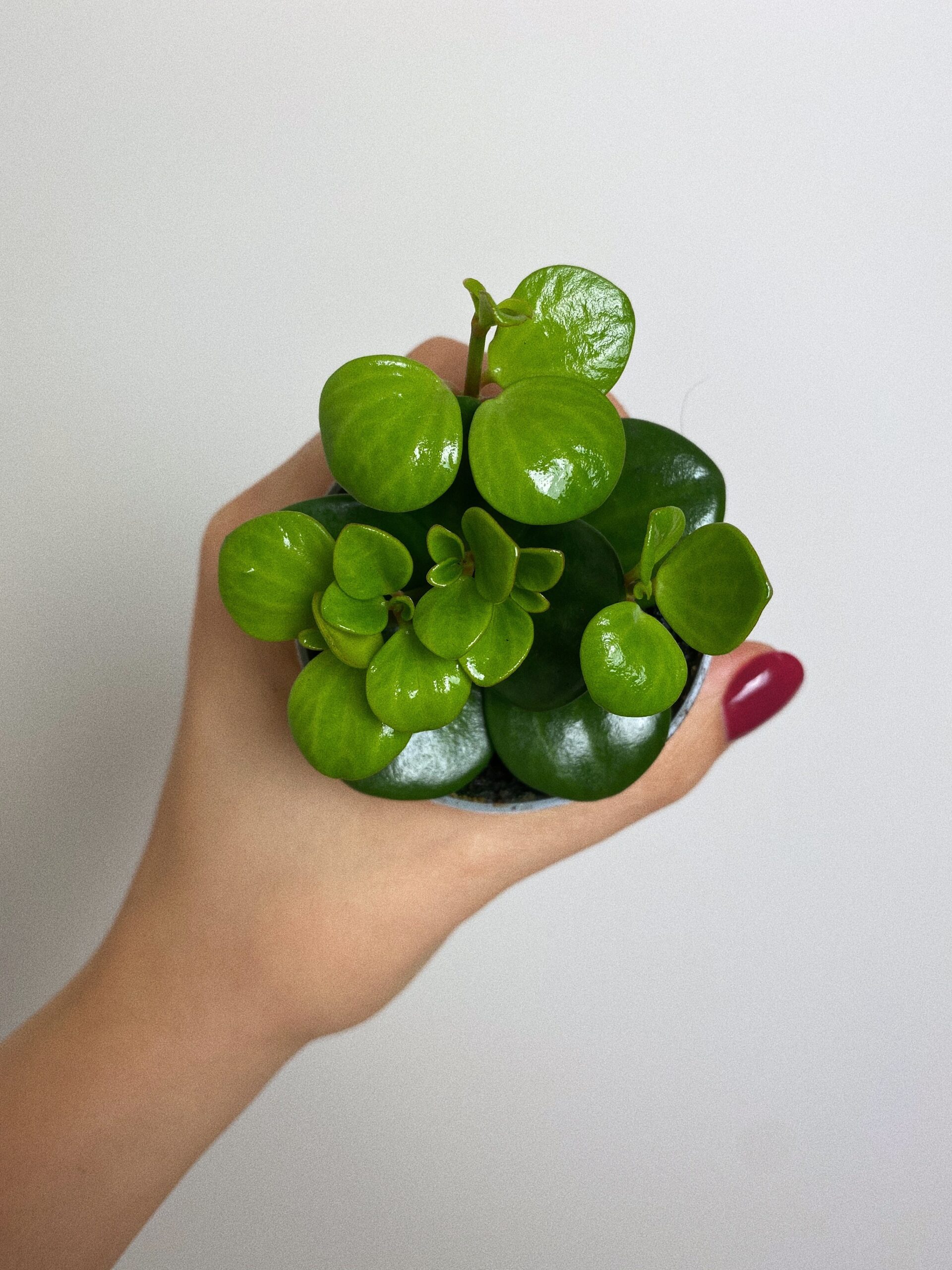 Peperomia Hope