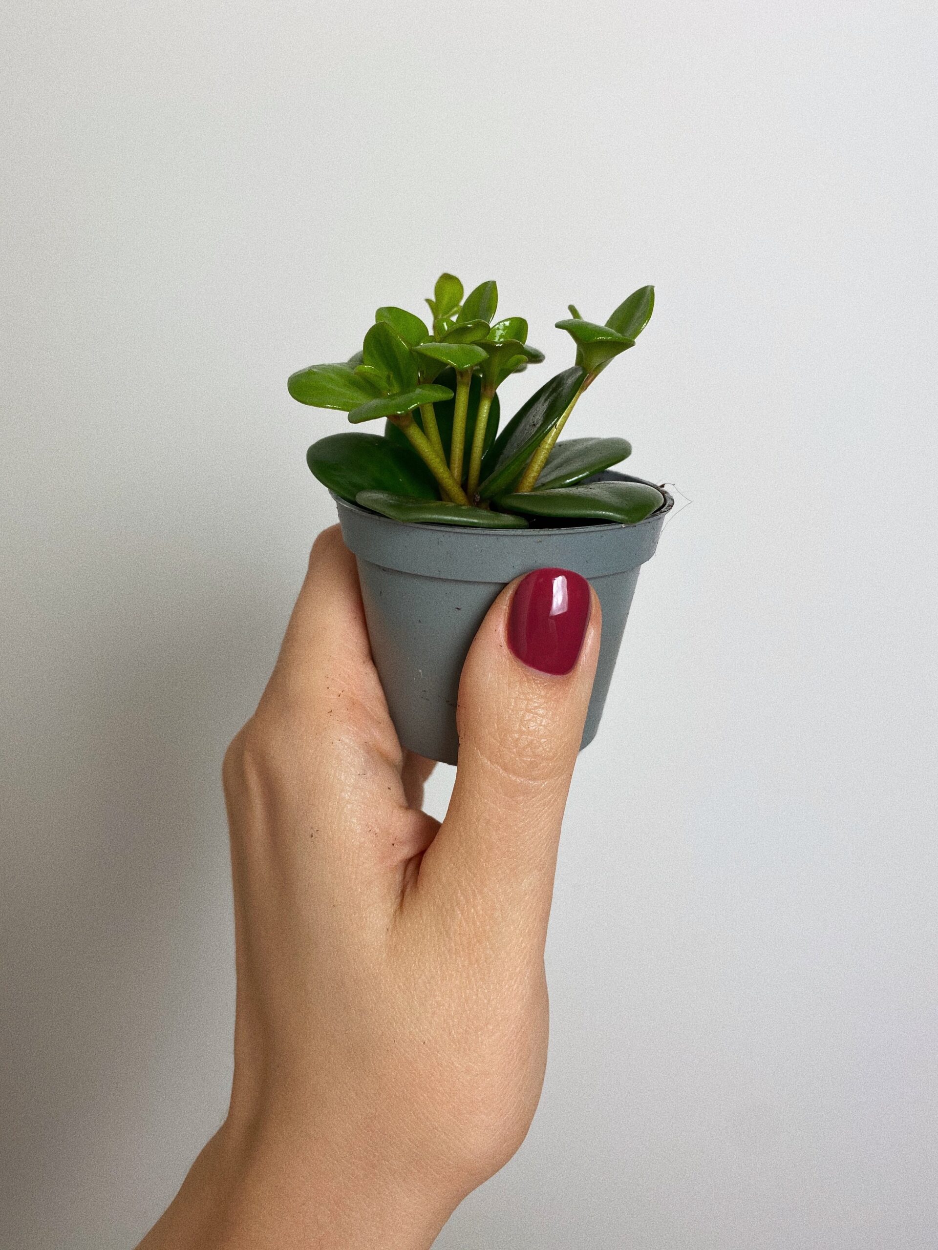 Peperomia Hope