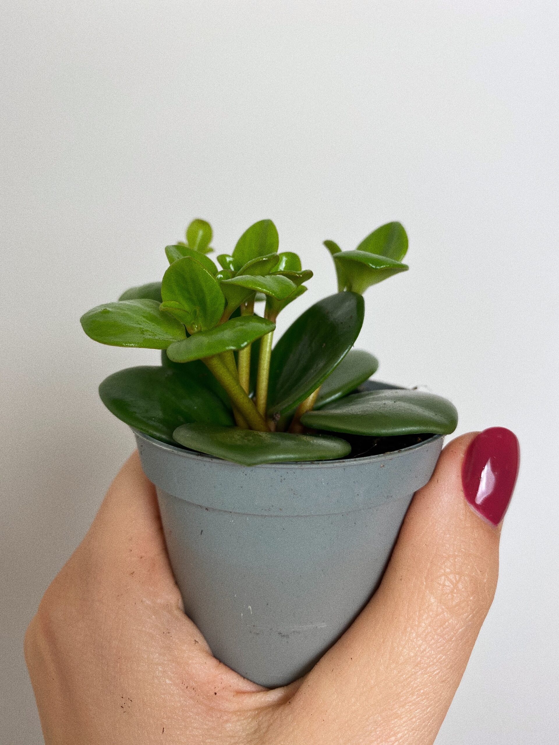 Peperomia Hope