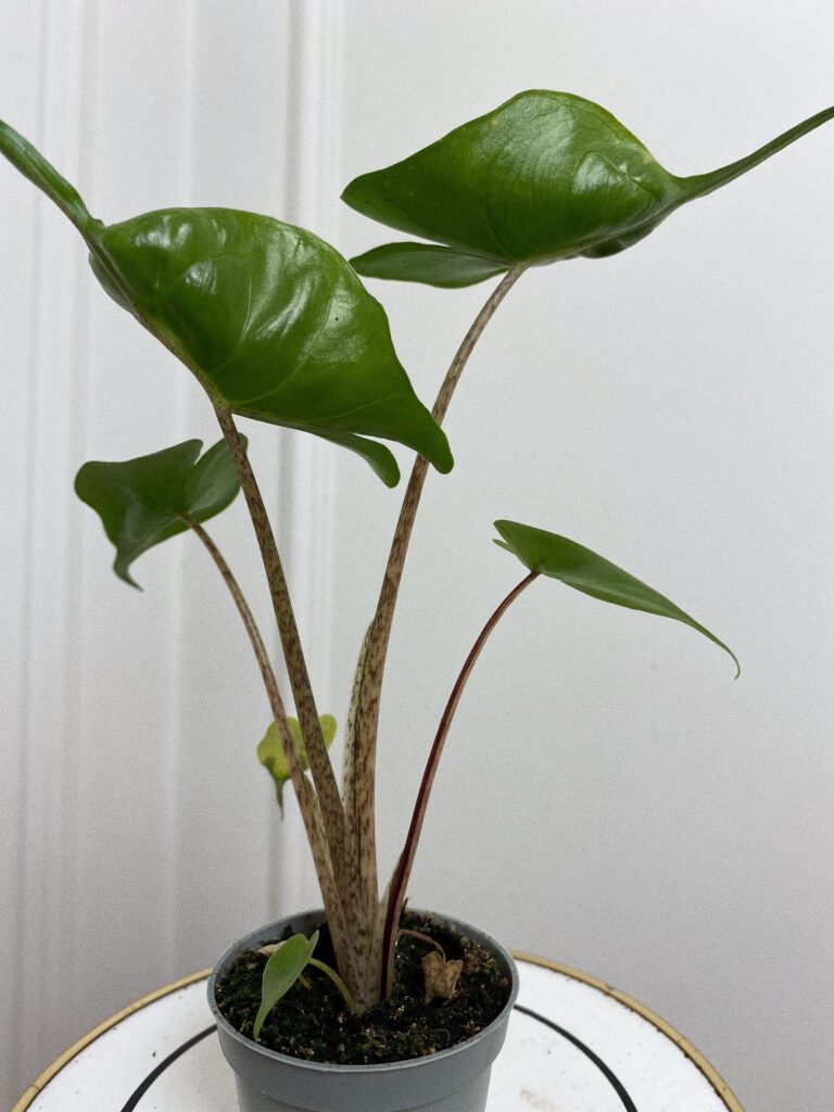 Alocasia Stingray