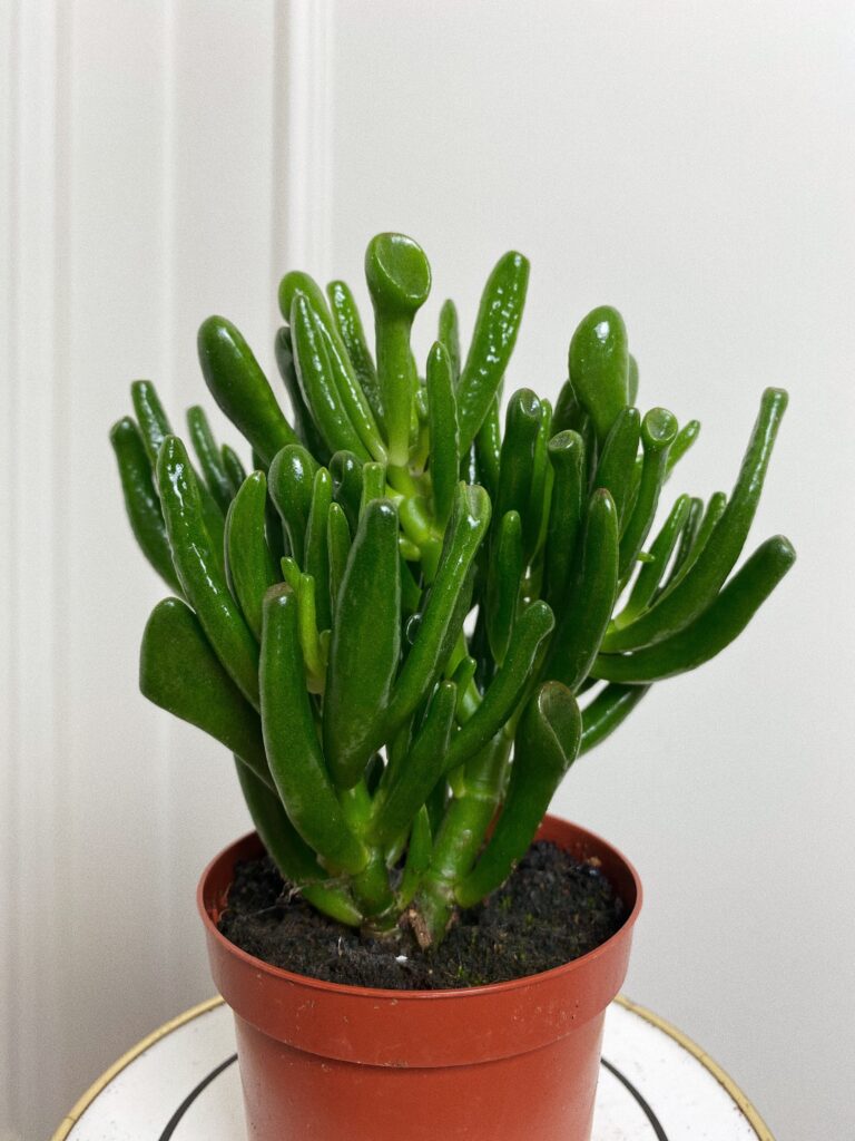 Crassula Horn Tree