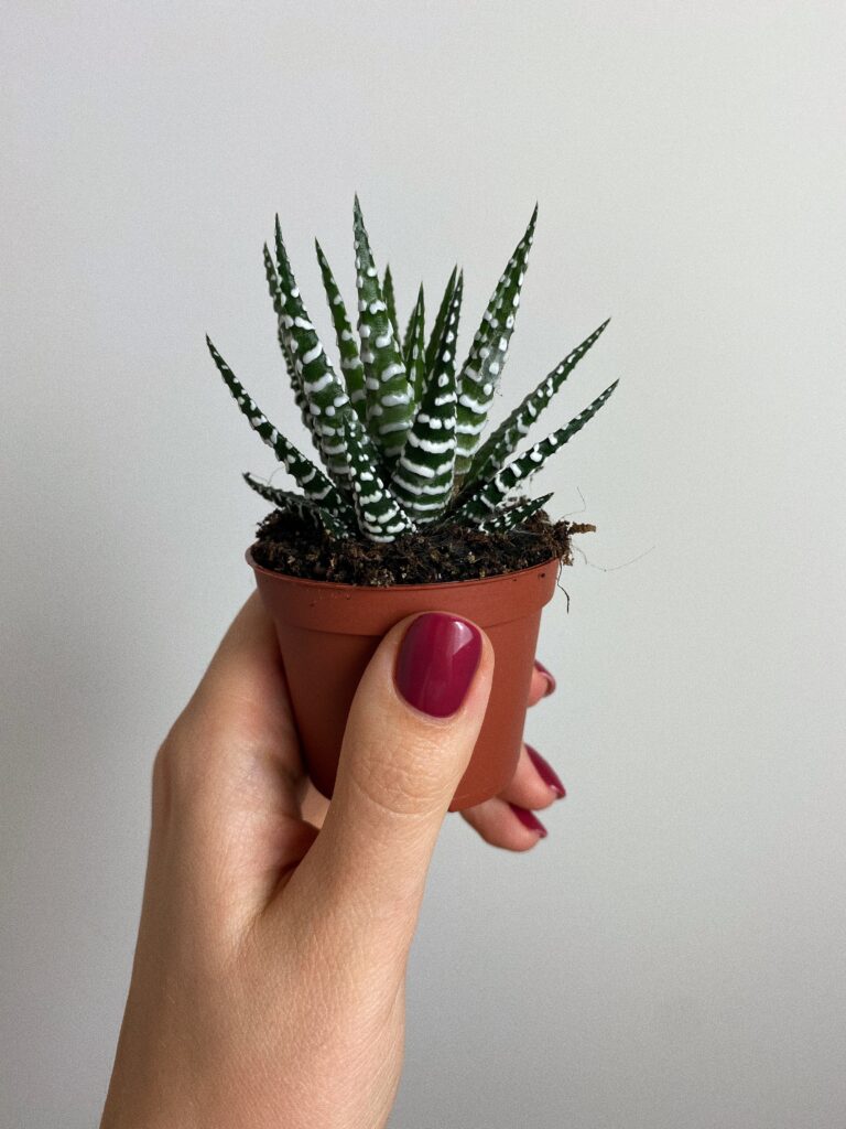 Haworthia Big Band