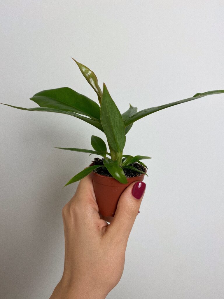 Philodendron Narrow