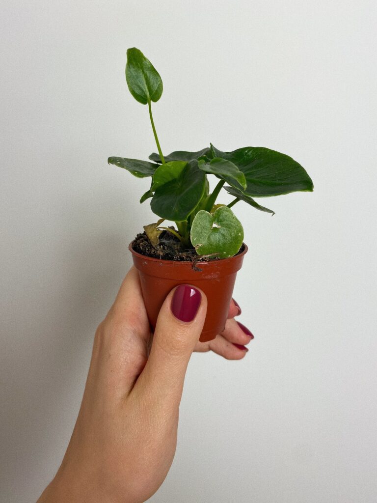 Philodendron Selloum Super Atom