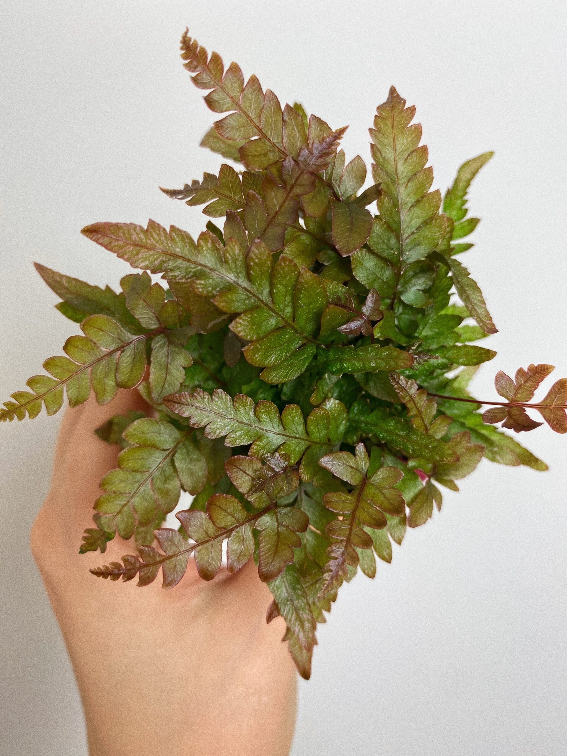 Pteris Tricolor