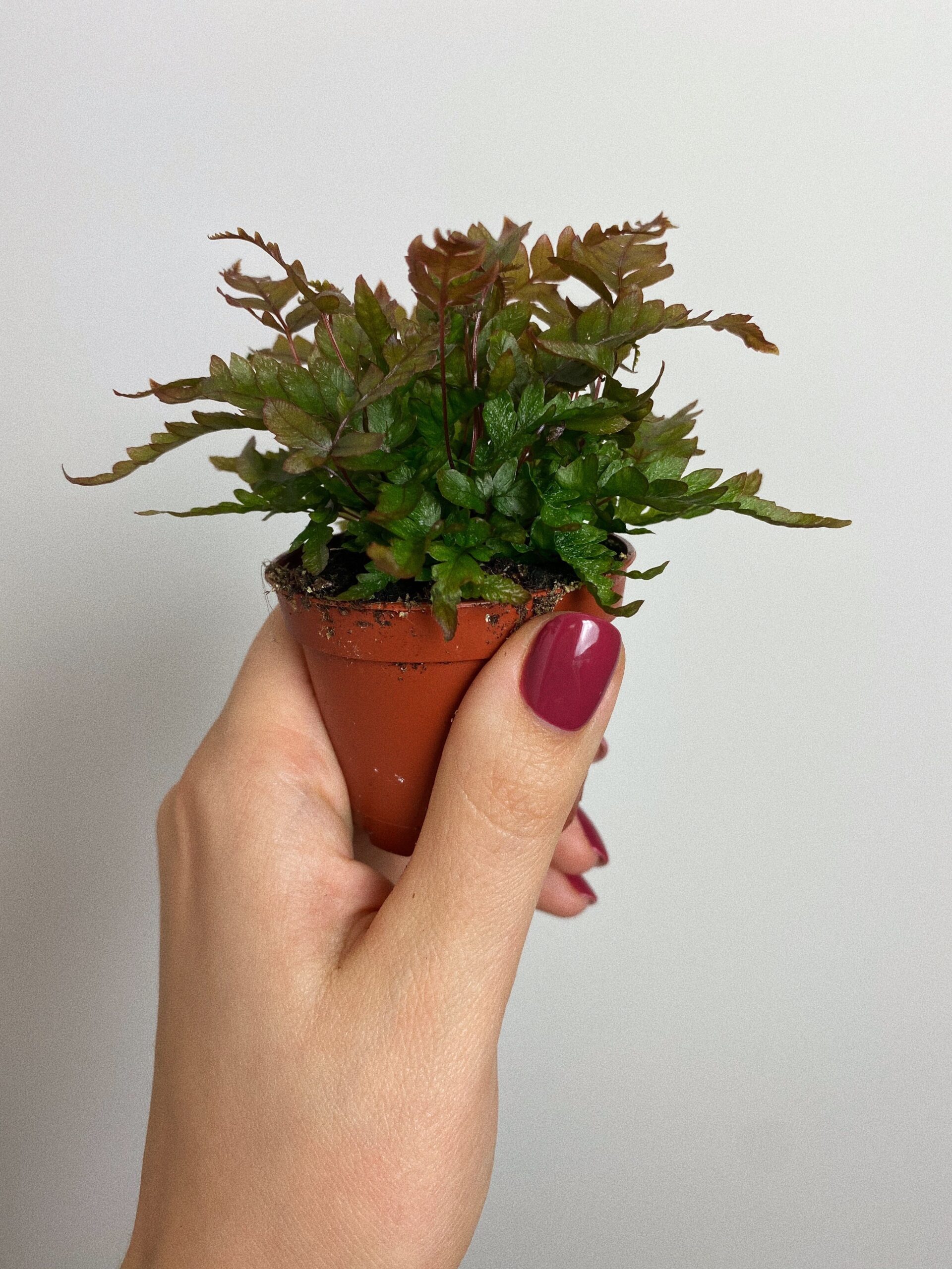 Pteris Tricolor