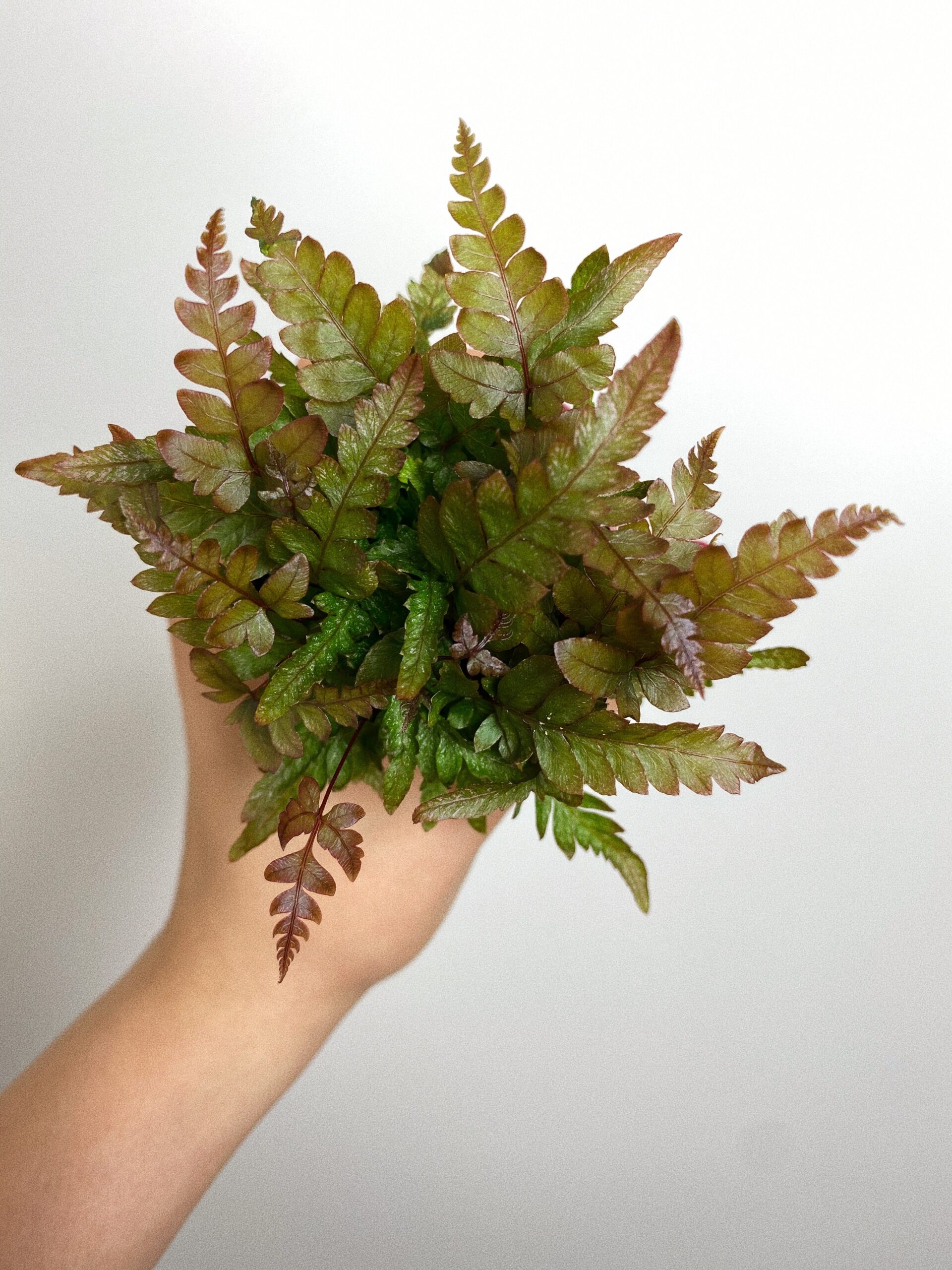 Pteris Tricolor