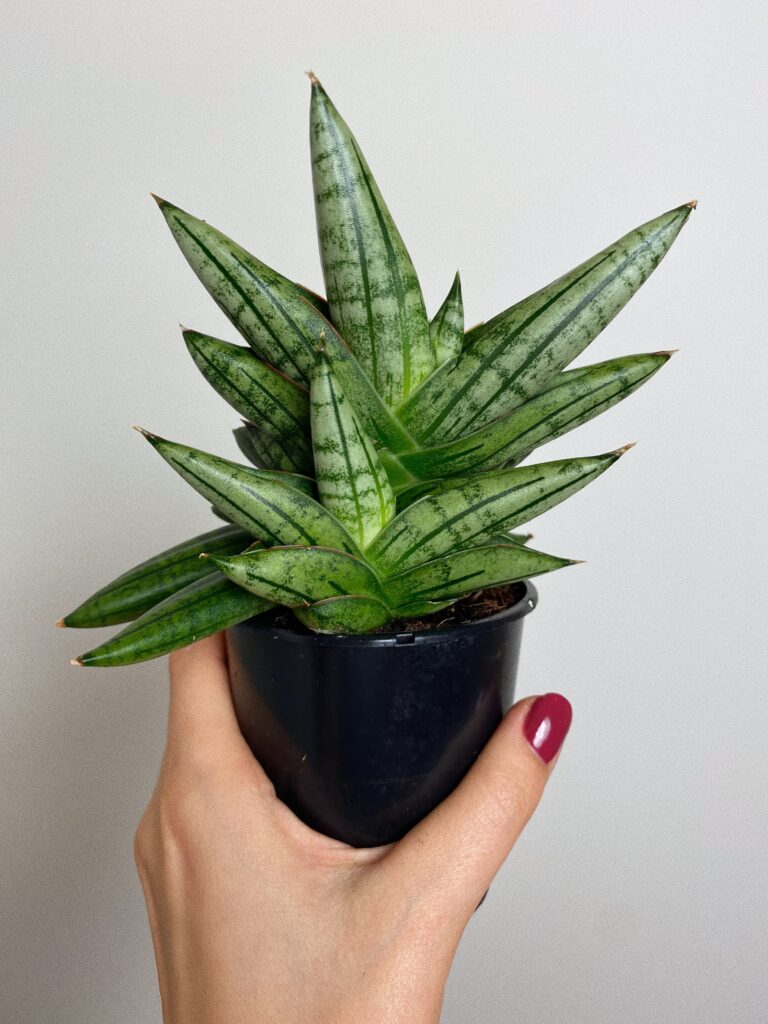 Sansevieria Cylindrica Inti