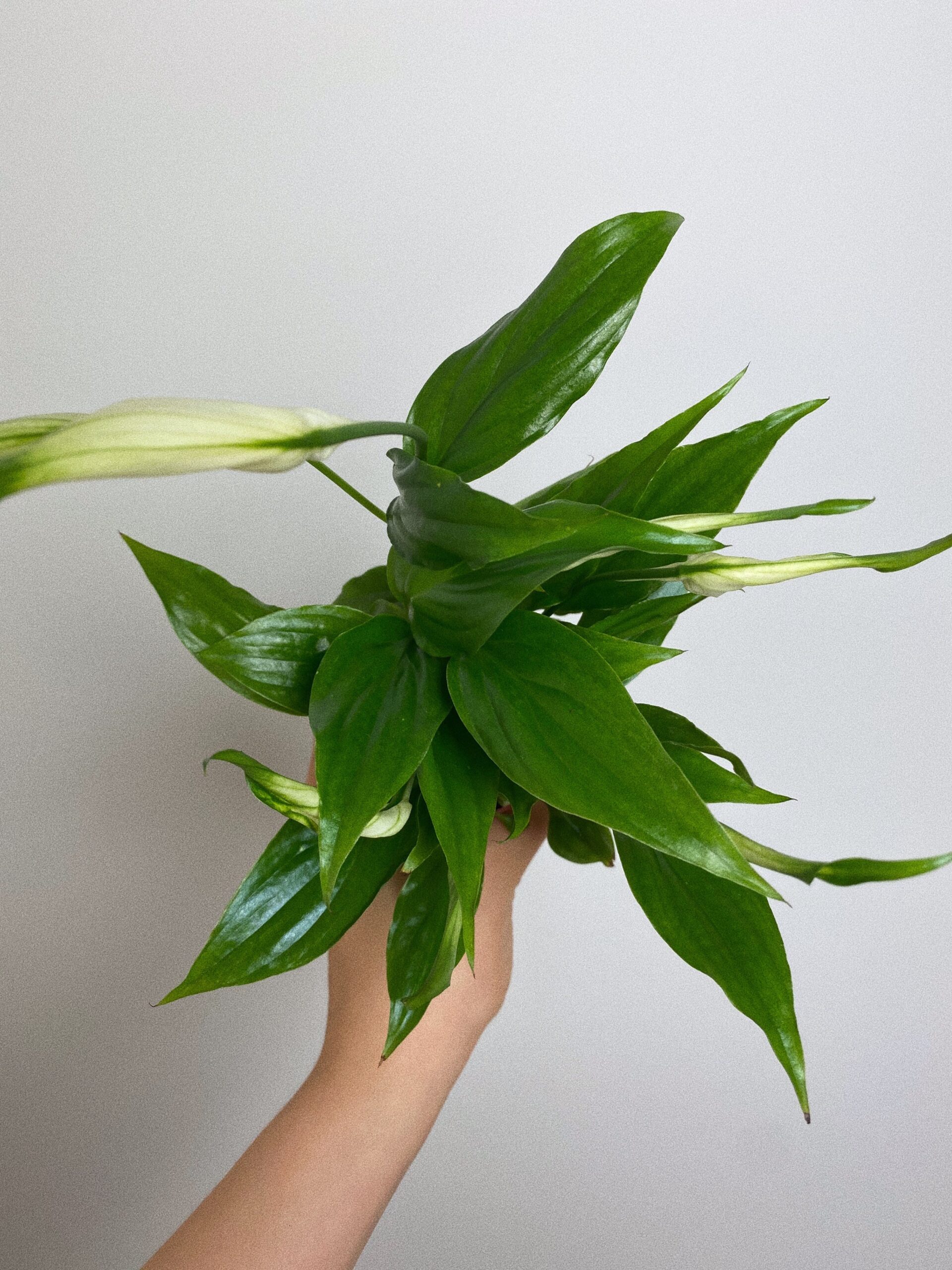 Spathiphyllum Chopin