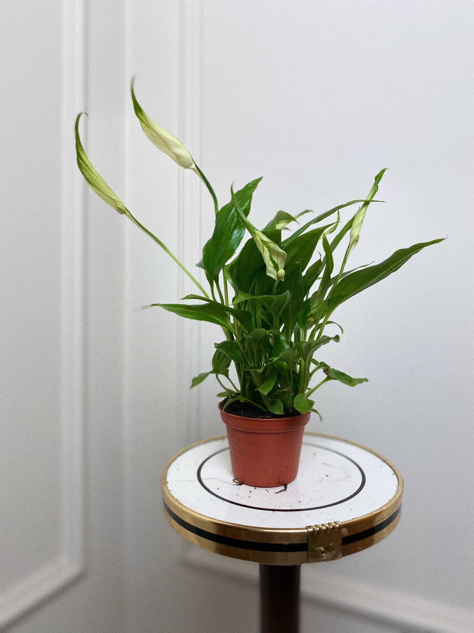 Spathiphyllum Chopin