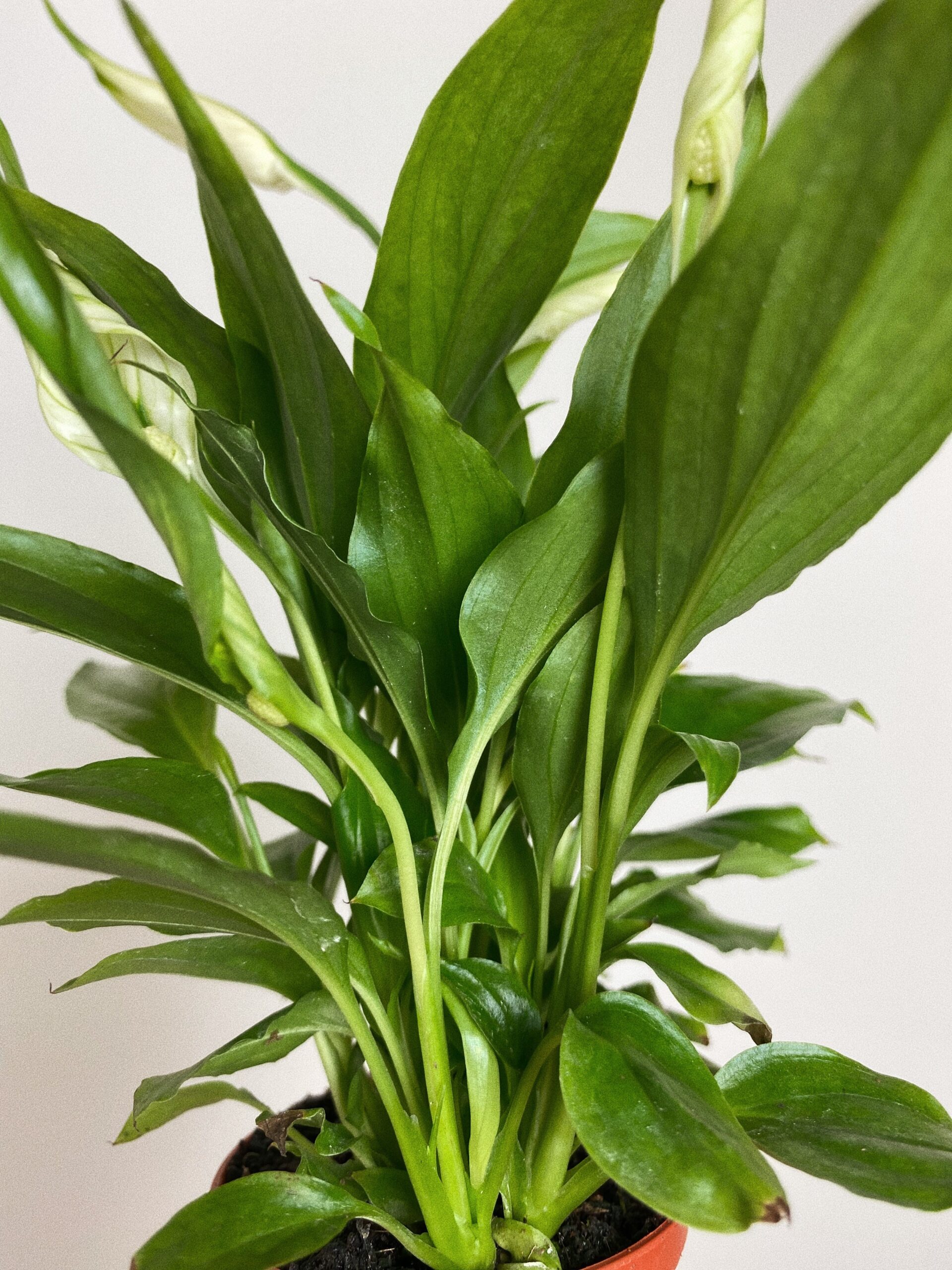 Spathiphyllum Chopin