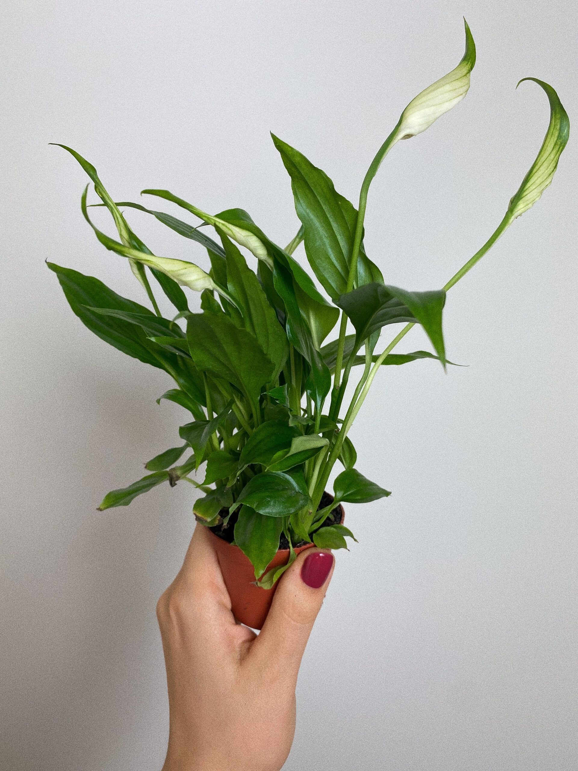 Spathiphyllum Chopin