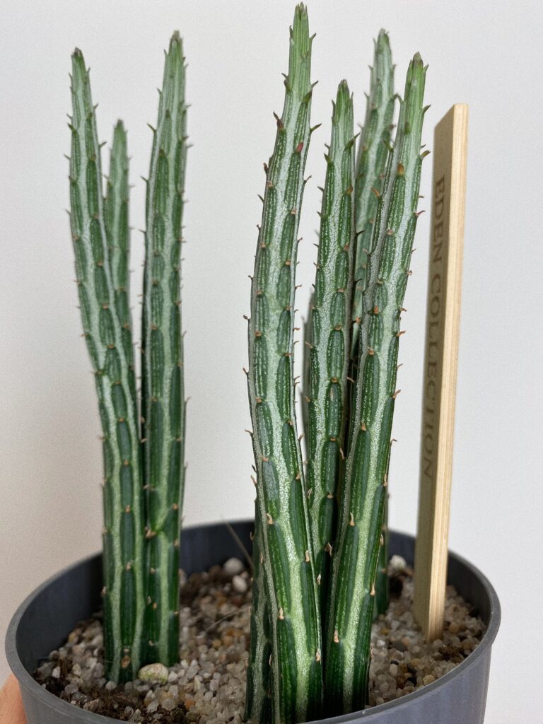 Senecio Stapeliaeformis
