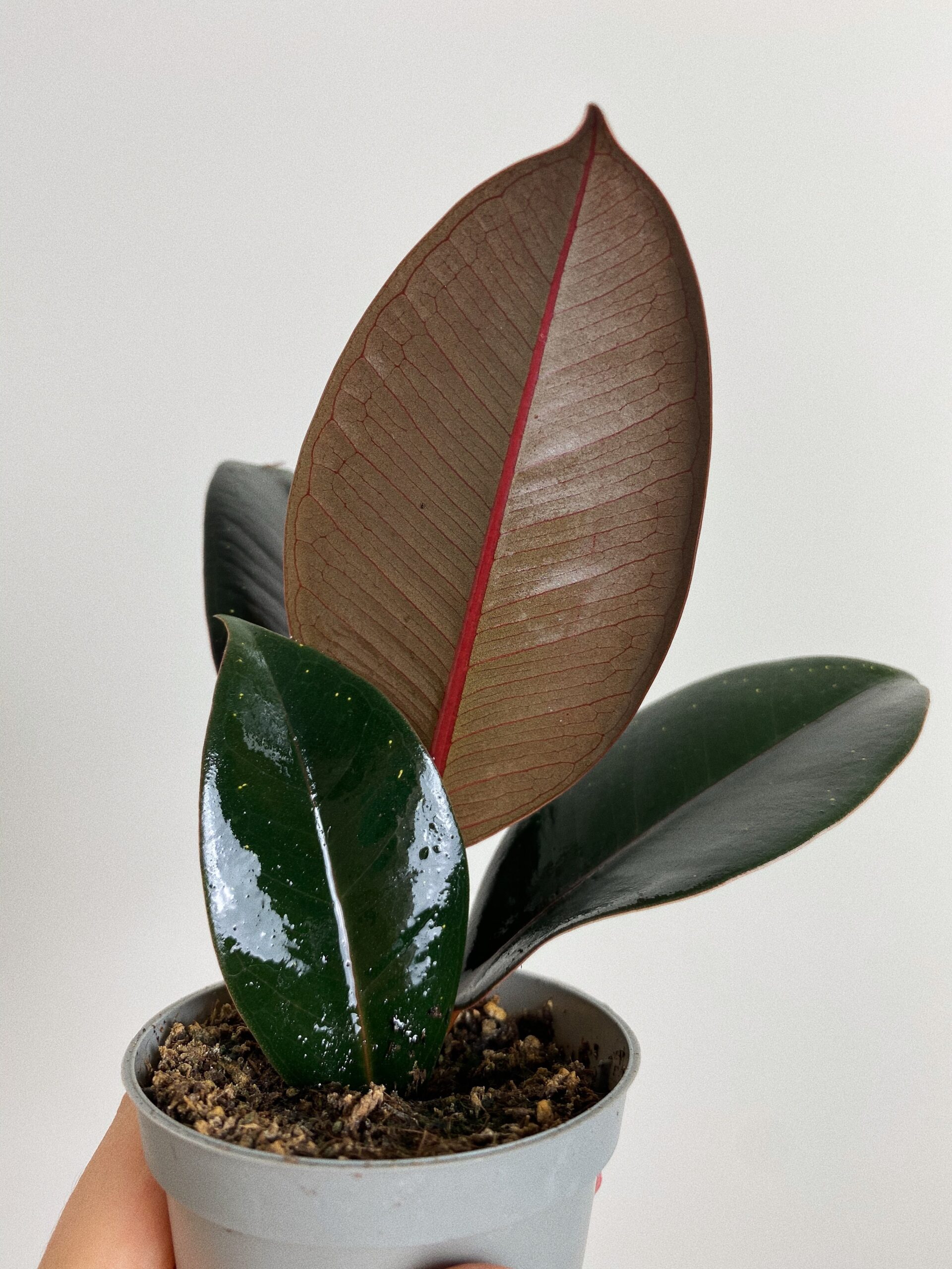 Ficus Robusta