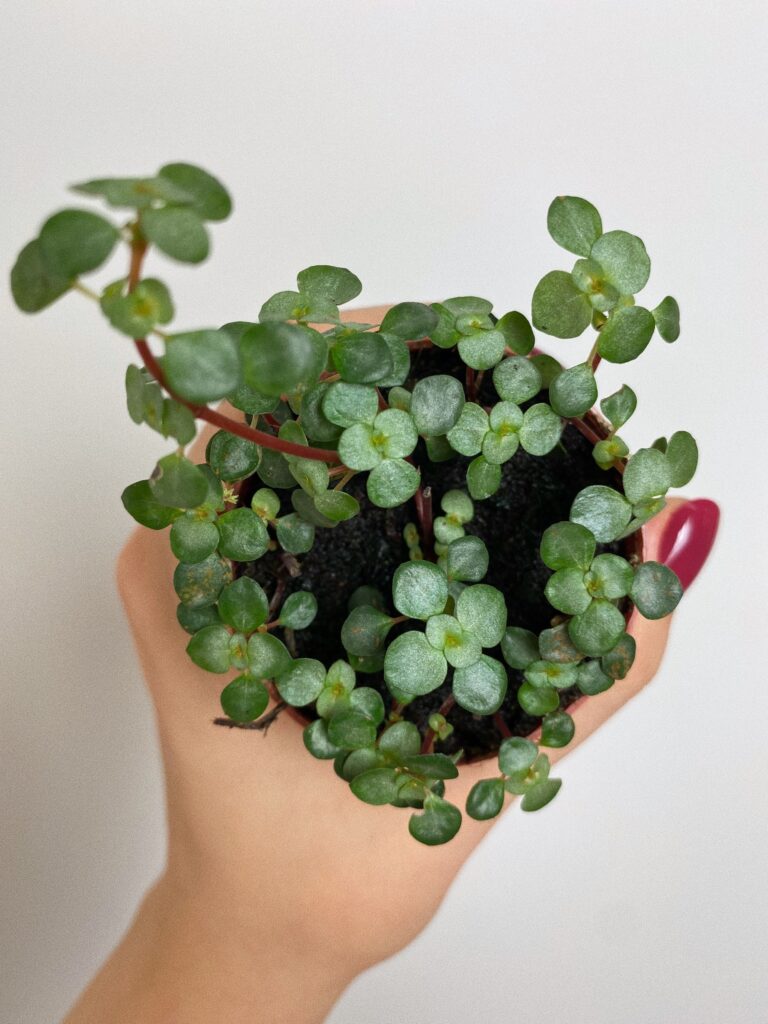 Pilea glaucophylla Greyzy Mini